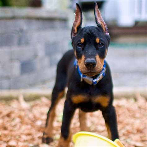 Petland has a variety of dogs & puppies for sale in columbus, ohio including german shepherd, rottweiler, english bulldog, boxer, pomsky & other breeds. Come See the Cutest Photos of Doberman Puppies
