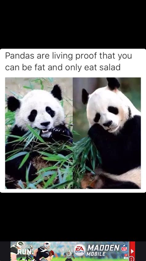 Who Knewim A Panda Panda Panda Funny Funny Animal Memes