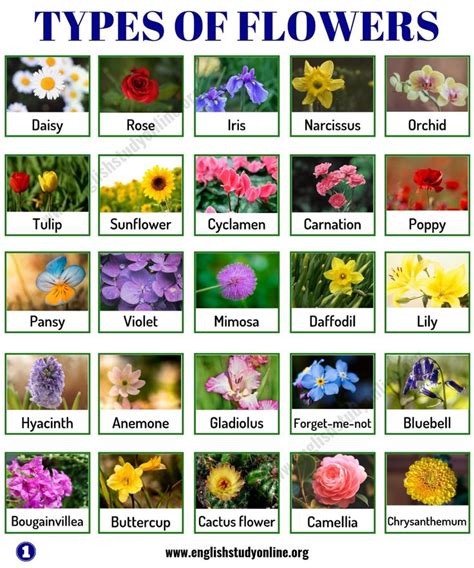 Different Flower Names Types Of Flowers List Of 50 Popular Flowers