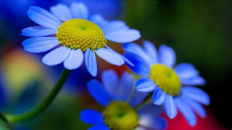 If you're in search of the best desktop background flowers, you've come to the right place. Blue Yellow Flowers Petals Nature Hd Wallpaper Download ...