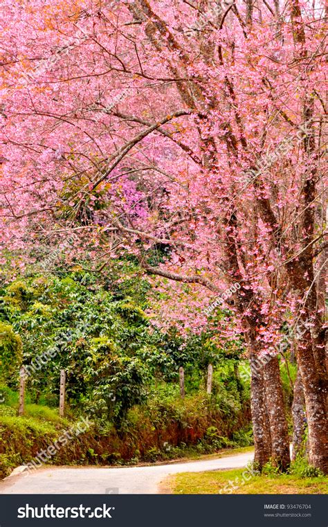 Cherry Blossom Pathway In A Beautiful Landscape Garden Stock Photo