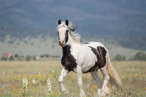 North American Spotted Draft Horse Origin Types And Cost Helpful