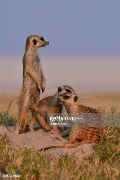 Makgadikgadi Pans National Park Photos And Premium High Res Pictures