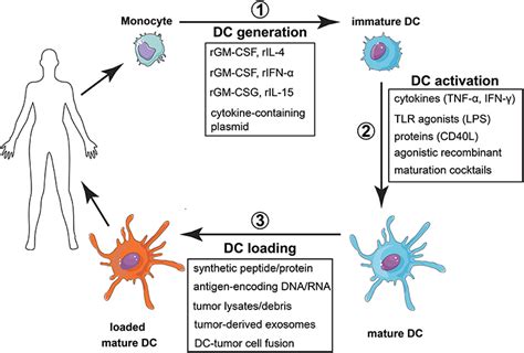 Frontiers Human Dendritic Cells Their Heterogeneity And Clinical