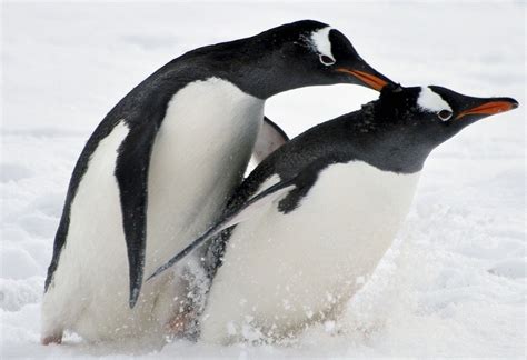 Kinky Sex Life Of Penguins Mirror Online