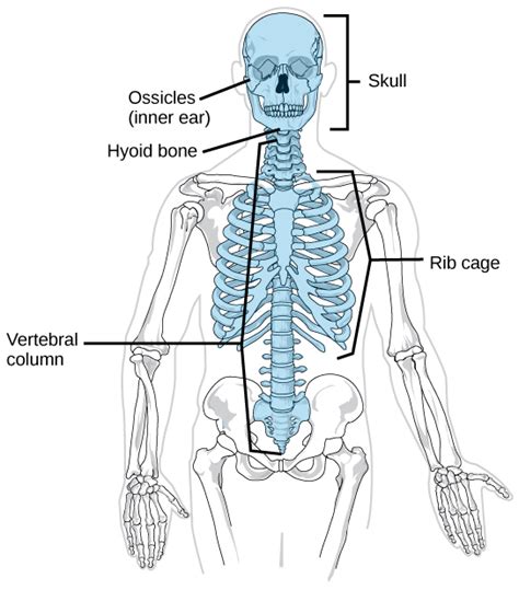 Types Of Skeletal Systems Biology 2e Openstax Esqueleto Axial