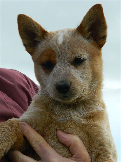 Pin By Lacey Jay On Country Life Heeler Puppies Red Heeler Puppies