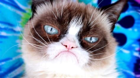 Grumpy Cat The Internet’s Favorite Grouch Dies At Age 7