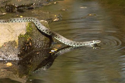 Wasserschlange Foto And Bild Tiere Wildlife Amphibien And Reptilien Bilder Auf Fotocommunity