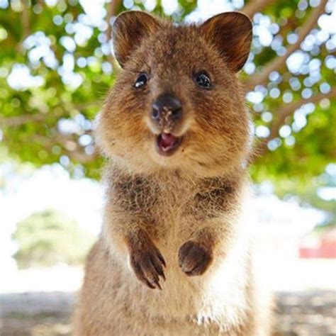 Based on this cuteness overload, we #2 cheeky smile on close up. Adorable Happy Little Quokka Baby - I want to Cuddle ...