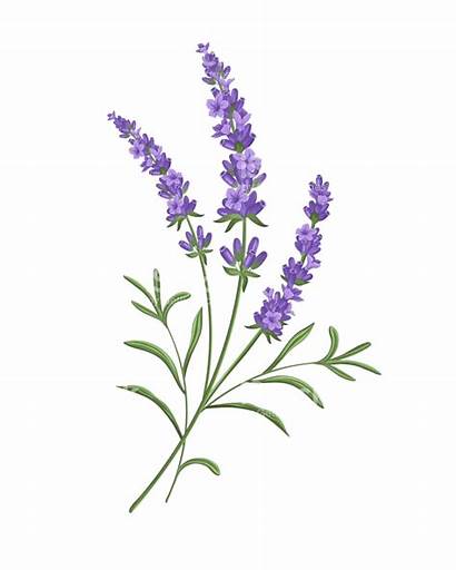 Lavender Clip Flower Flowers Botanical Stencils Google
