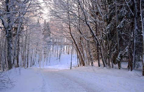 Wallpaper Winter Snow Forest Norway Frost Track Winter Frost