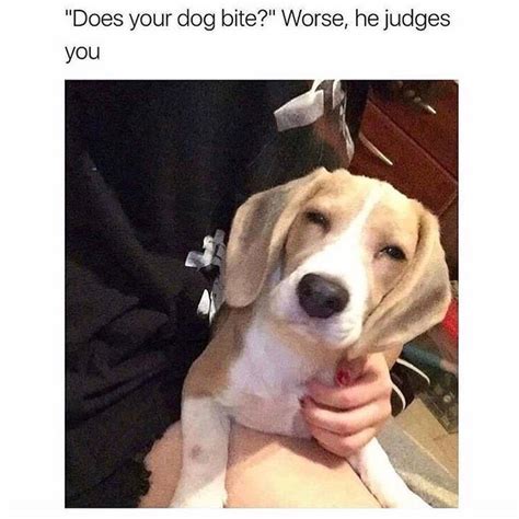 Does Your Dog Bite Worse He Judges You Funny