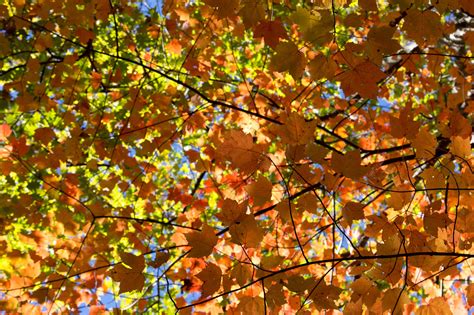 Free Picture Leaf Tree Plant Forest Branch Autumn Foliage Poplar