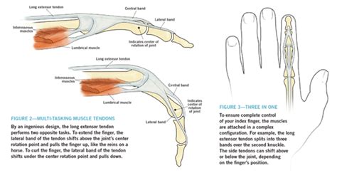 Anatomy Of The Fingertip