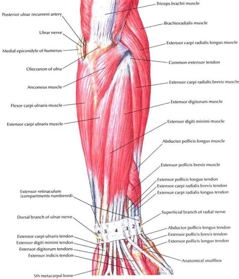 Diagram Of Forearm Muscles Arms Hands Forearms Pinterest Exercise