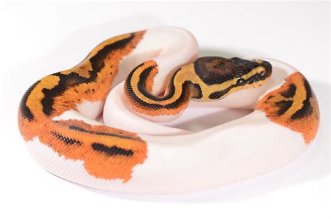 Gotta Love Them Pumpkin Pieds Ball Pythons Morphmarket Reptile