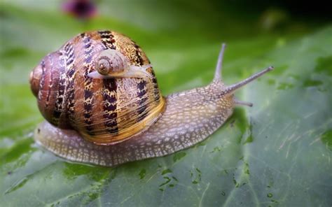 Why Do Snails Stick To Walls The Fascinating Science Revealed