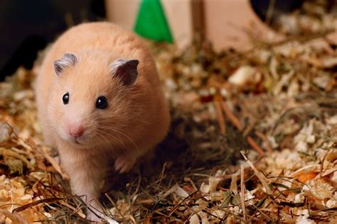 Hamster Bedding What Are The Best Options Petsoid