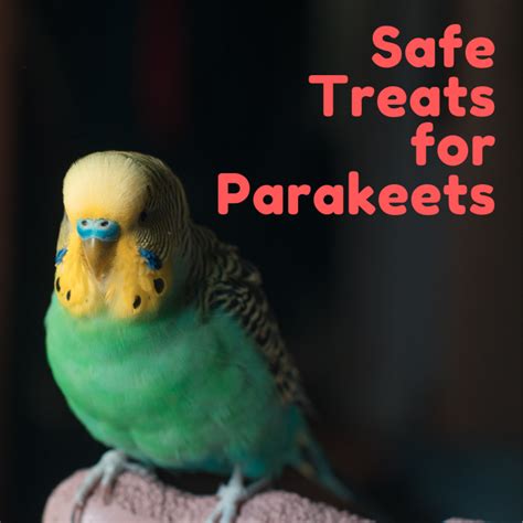 Which Foods Are Safe For Parakeets To Eat Pethelpful