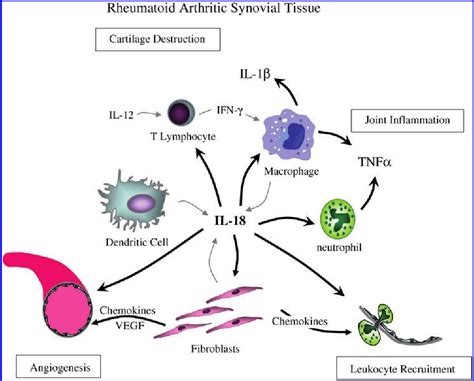 Figure From Interleukin A Mediator Of Inflammation And