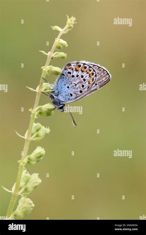 Silver Studded Blue Butterfly Plebejus Argus Male Perched On Plant