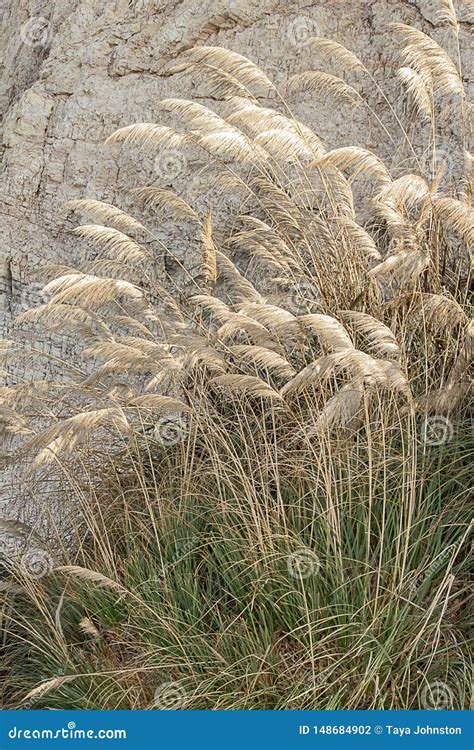 Pampas Grass Blowing In The Wind And Sunlight Golden And Silver Stock