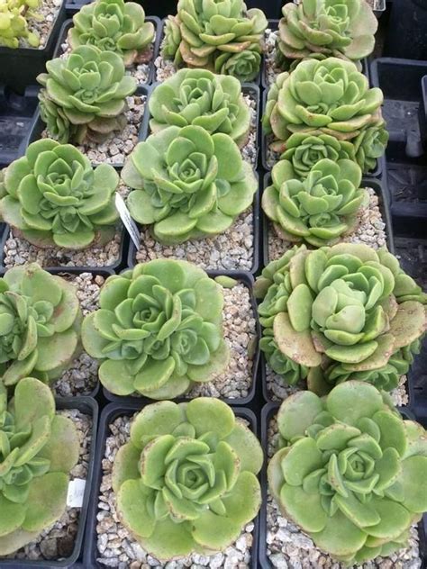 Aeonium Lily Pad A Beautiful Compact Aeonium With Super Thick