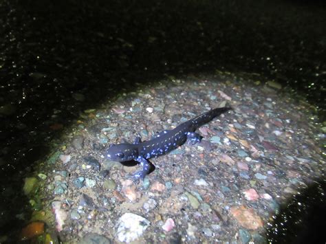 Annual Salamander Migration Underway In Northern Michigan