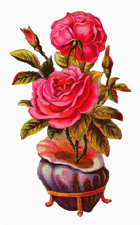 Antique Images Botanical Vintage Download Pink Rose With