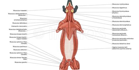 Psoas major , located lateral to the lumbar vertebrae, originate from the iliacus , originates from the iliac fossa, and with psoas major they form iliopsoas muscle that is the main flexor of the hip. science based - What will the abdominal muscles of non ...