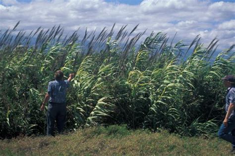 Giant Reed Arundo Donax Feedipedia