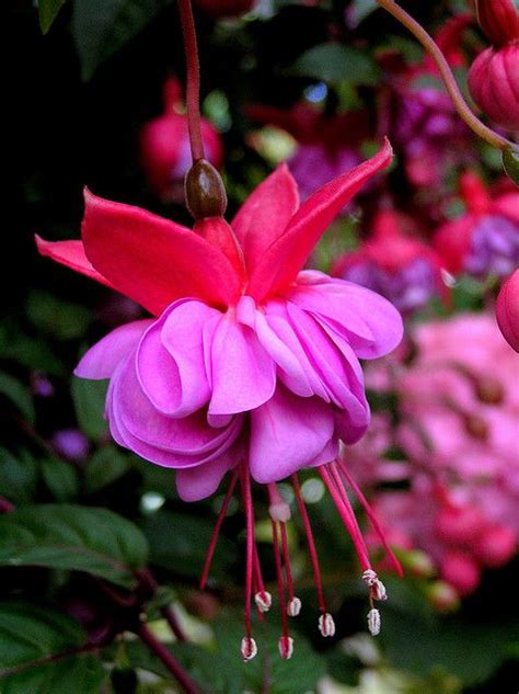 Are you wondering what flowers to plant now in melbourne? Australia - Melbourne - 2007 | Fuchsia flower, Beautiful ...