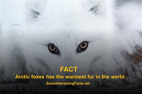 What Are 5 Interesting Facts About Arctic Foxes Rankiing Wiki