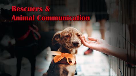Animal Communication Basics Rescuers And Animal Communication Youtube