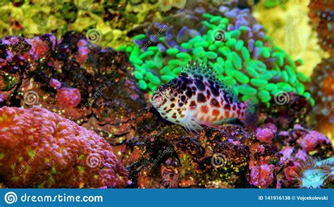 Pixy Red Spotted Hawkfish Cirrhitichthys Oxycephalus Stock Photo