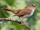 Common Nightingale - eBird