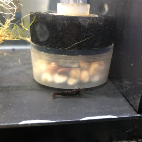 Male Or Female Shrimp My Aquarium Club