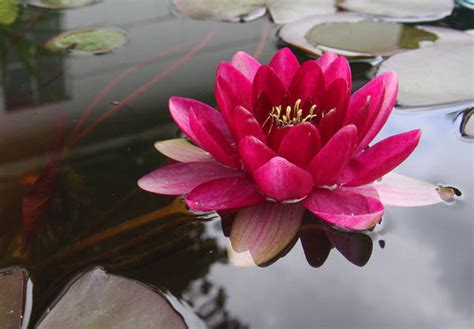 Perrys Baby Red Is One Of The Small Or Dwarf Red Water Pond Megastore