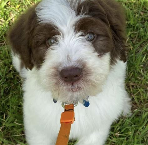 Brown And White Saint Berdoodle Poodle Puppy Bernedoodle Puppy St