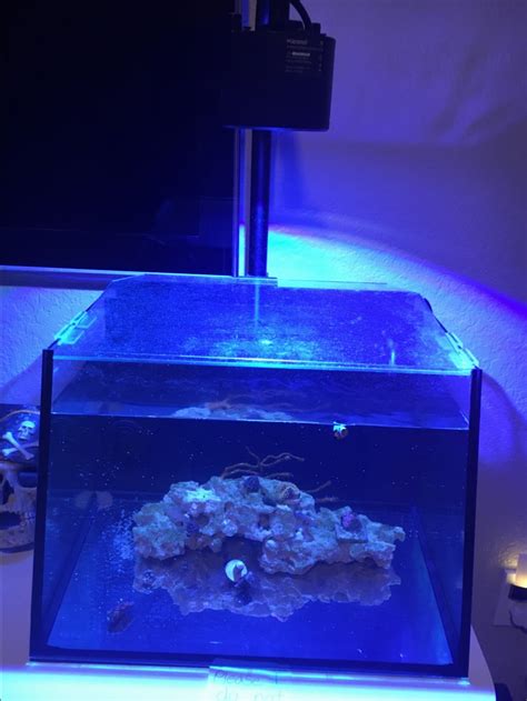 Florida Lifeguard Aquatics 7 Gallon Aio Full Setup Reef2reef