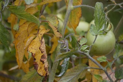7 Reasons Your Tomato Leaves Are Turning Yellow And How To Fix It