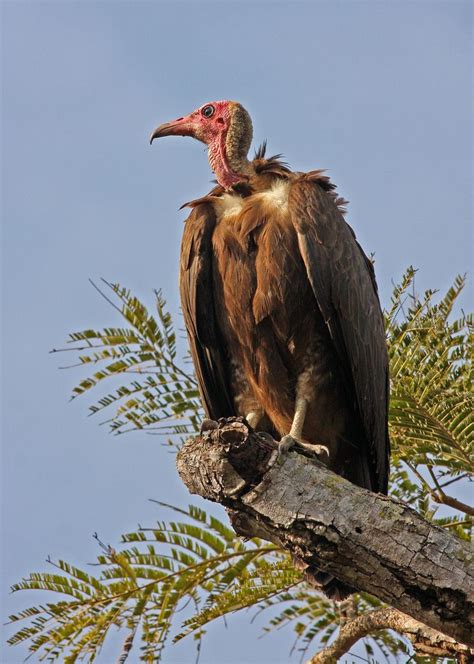 Hooded Vulture Necrosyrtes Monachus Pet Birds Scavenger Birds