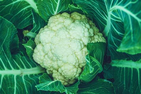 When To Plant Cauliflower Timing Matters