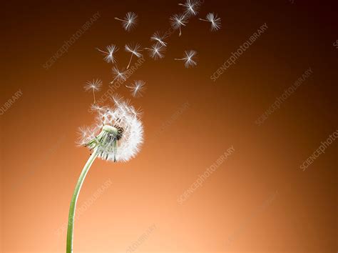 Dandelion Seeds Blowing Stock Image F0153297 Science Photo Library