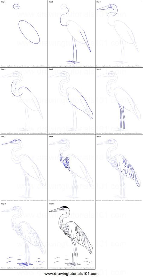 How To Draw A Great Blue Heron Printable Step By Step Drawing Sheet