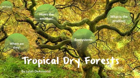 Tropical Dry Forest By Lylah Dearmond