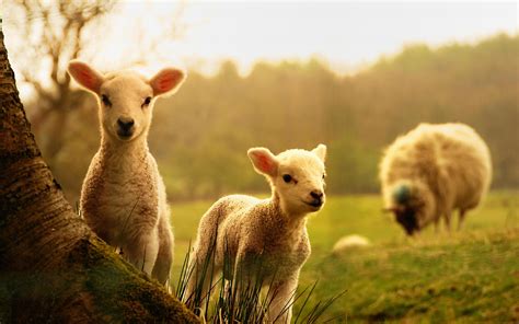 Cute Aesthetic Sheep Wallpapers Wallpaper Cave