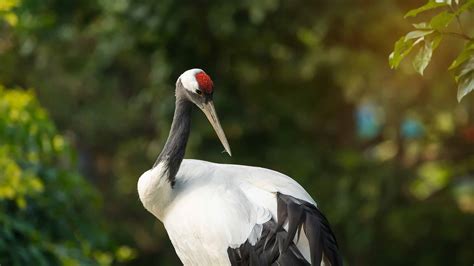 Red Crowned Crane The National Bird Of China A Z Animals