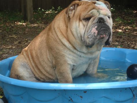 Yes, shampooing your dog can help them ease up on the shedding. Poopie getting some swim time. | English bulldog, Bulldog ...